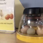 Library Gets Egged (in a GOOD way!)