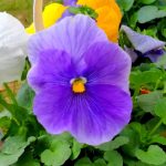 What Makes This Flower So Special?